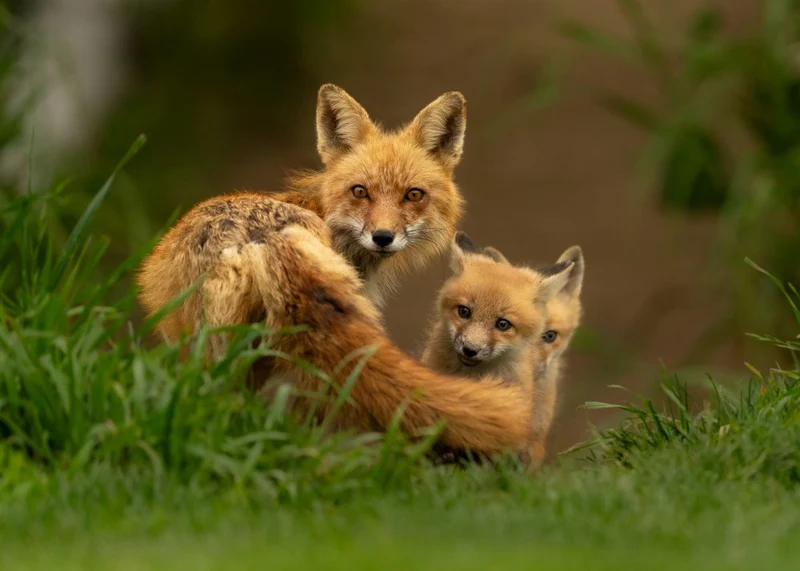 Red Fox Mom and Babies