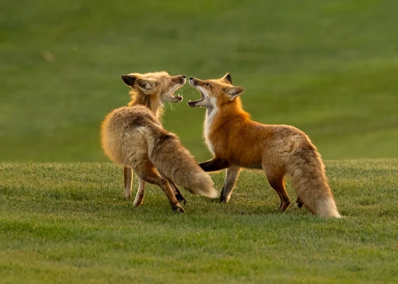 Red Fox
