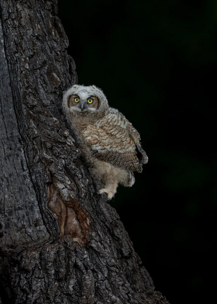 Great Horned Owlet Climbing Tree