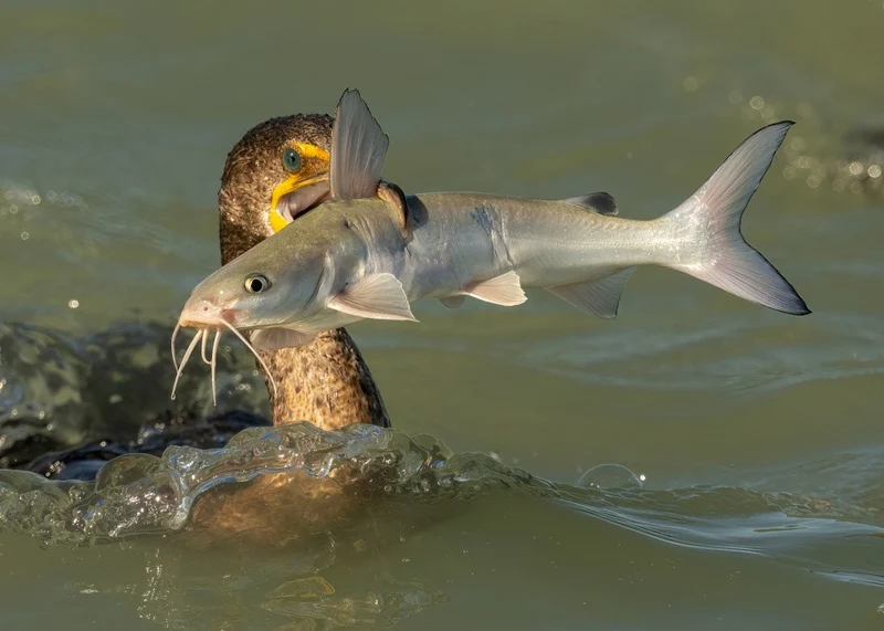 Can I swallow this giant fish?