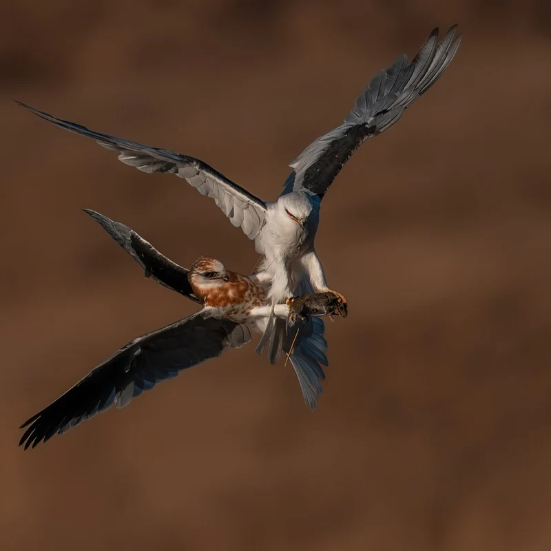 Juvenile White-Tailed Kite Tries to Snatch Dad’s Vole