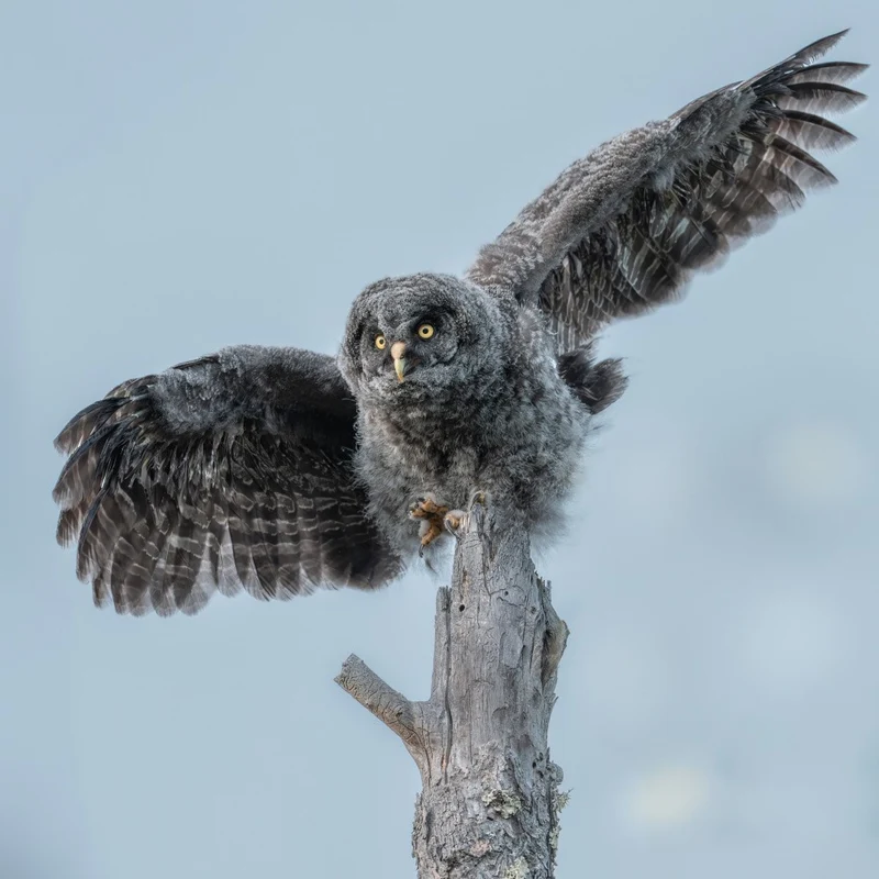 Great Grey Owlet