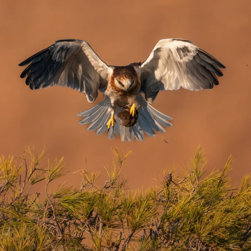 A Juvenile White-Tailed Kite Bringing Home a Vole