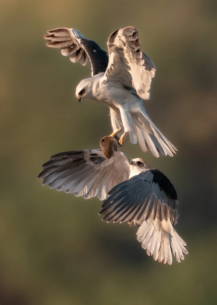 White Tailed Kite Food Transfer