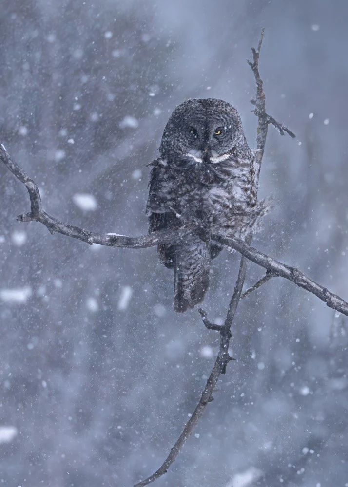 Great Grey Owl in a Snowstorm