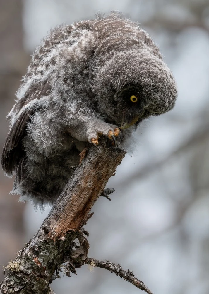 Tasting the Timber - Great Grey Owlet