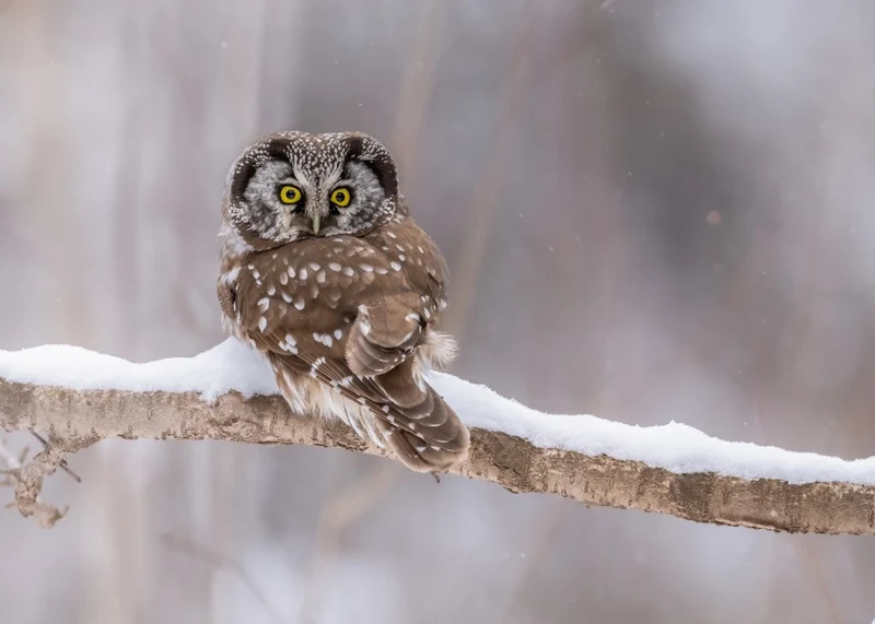 Boreal Owl on a Snowy Day