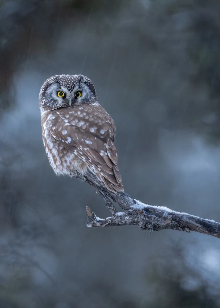Boreal Owl