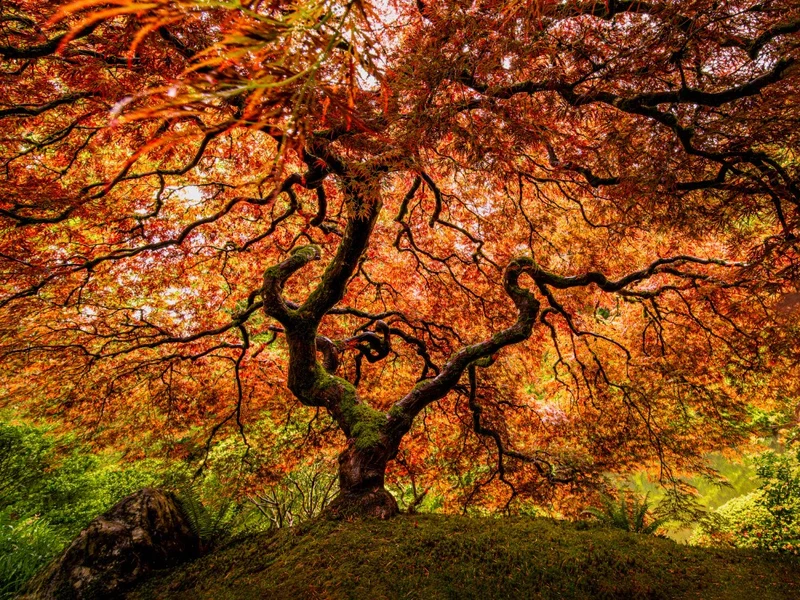 A senior maple tree