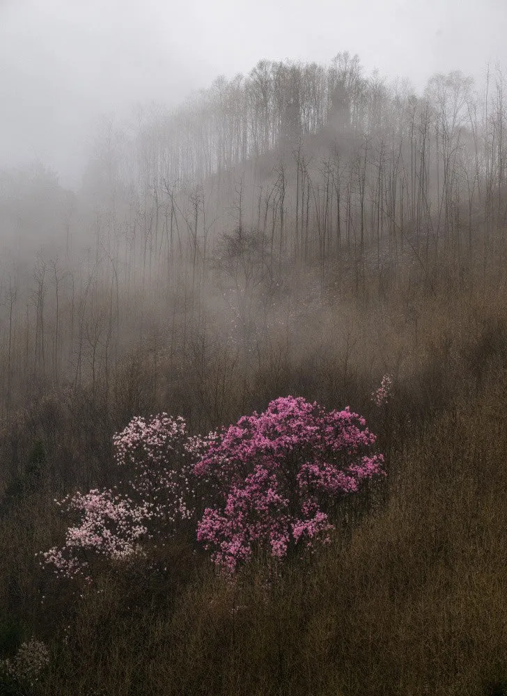 Purple Magnolia-4