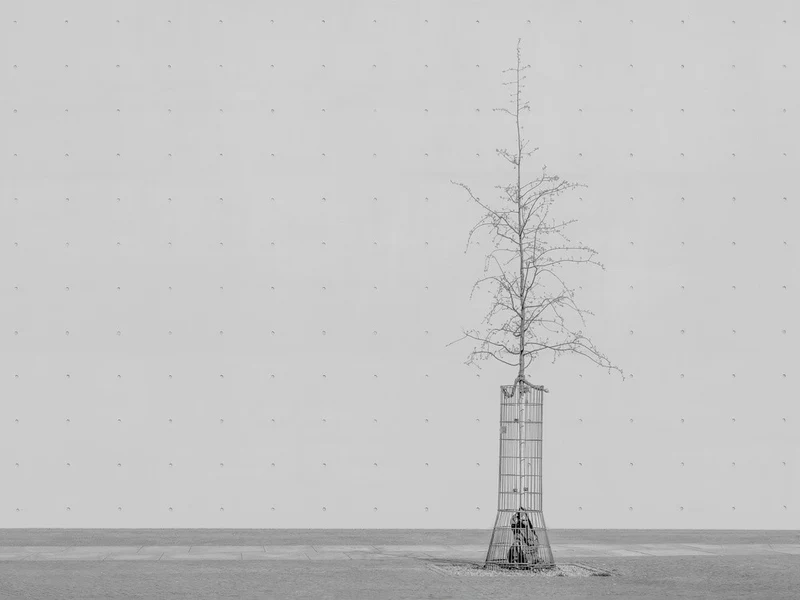 the tree