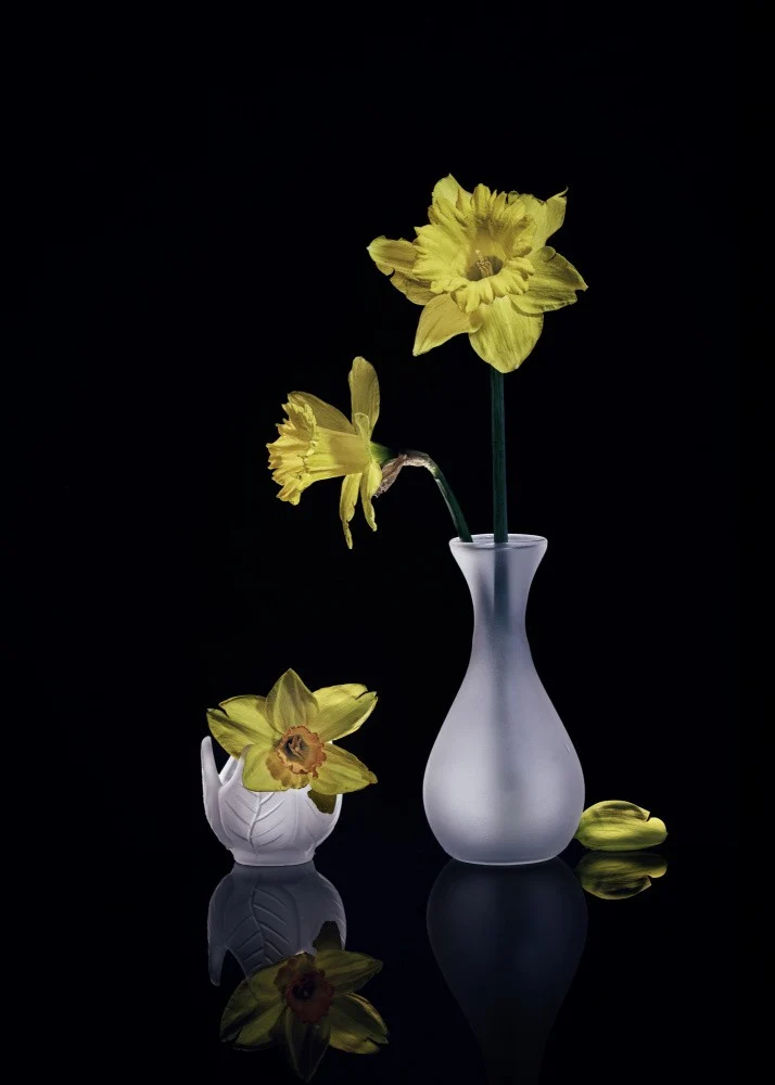 Daffodils
