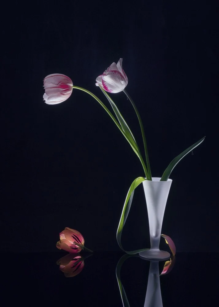 Tulip