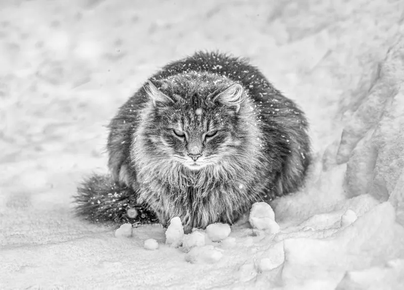 Molly in the snow