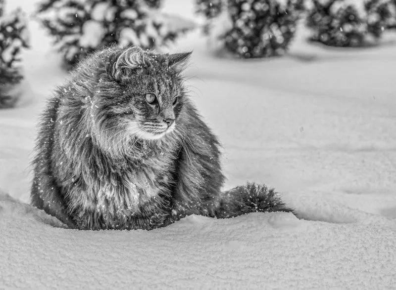Snow time