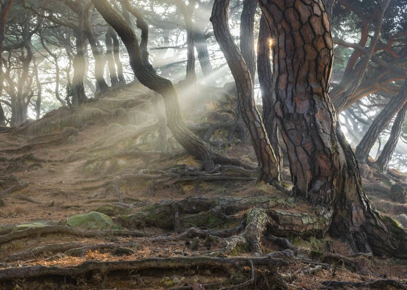 Sacred Pine Trees
