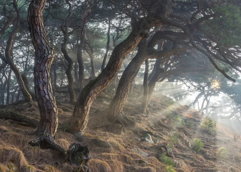 Holy light