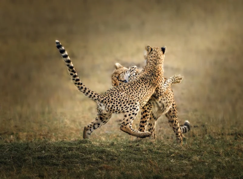 Cubs Playing