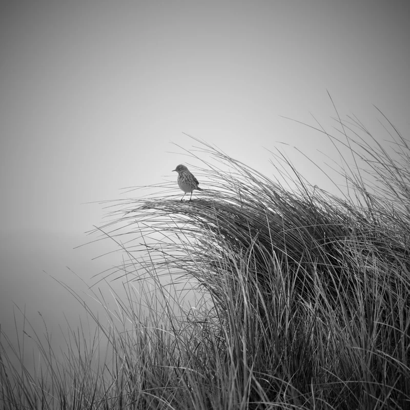 Lark in dune grass