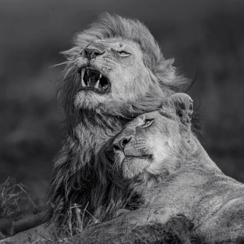 king