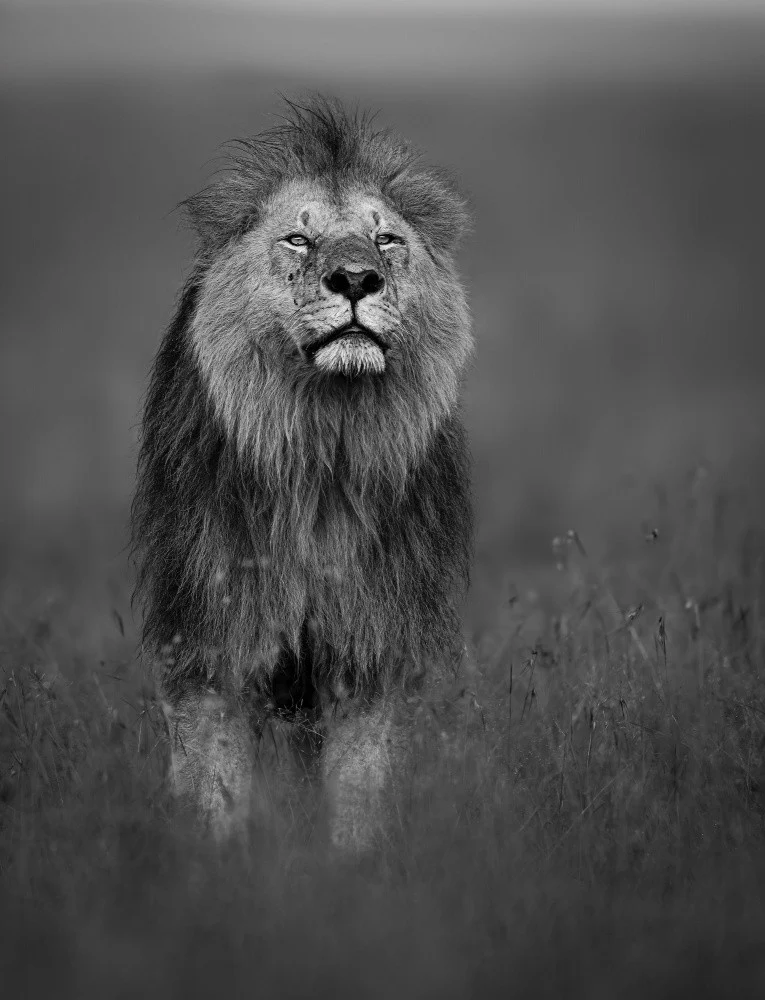 King