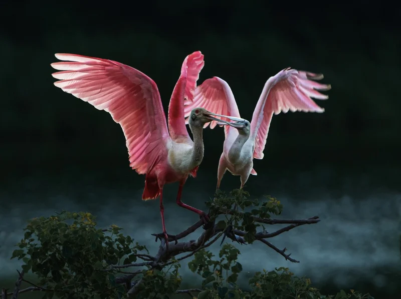 Roseate Spoonbills