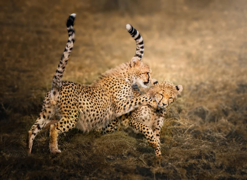 Cubs Playing