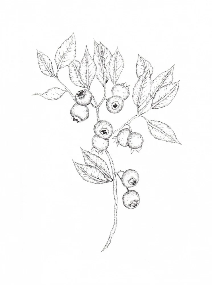 Berry Elegance