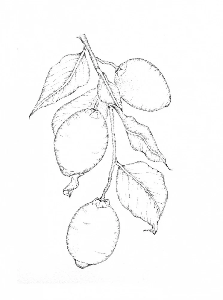 Pencil Lemons Branch
