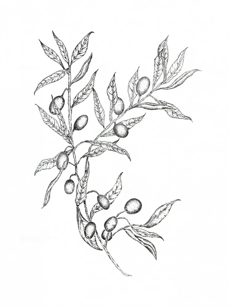 Olive Branches