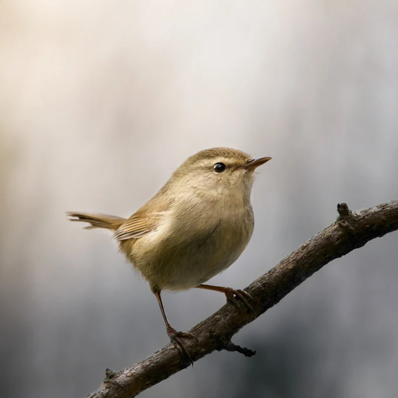 Japanese Warbler in Morning Dew