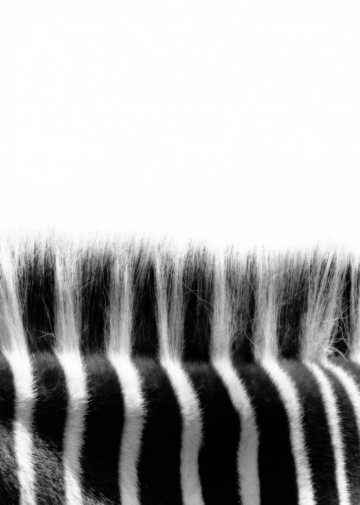 Stripes