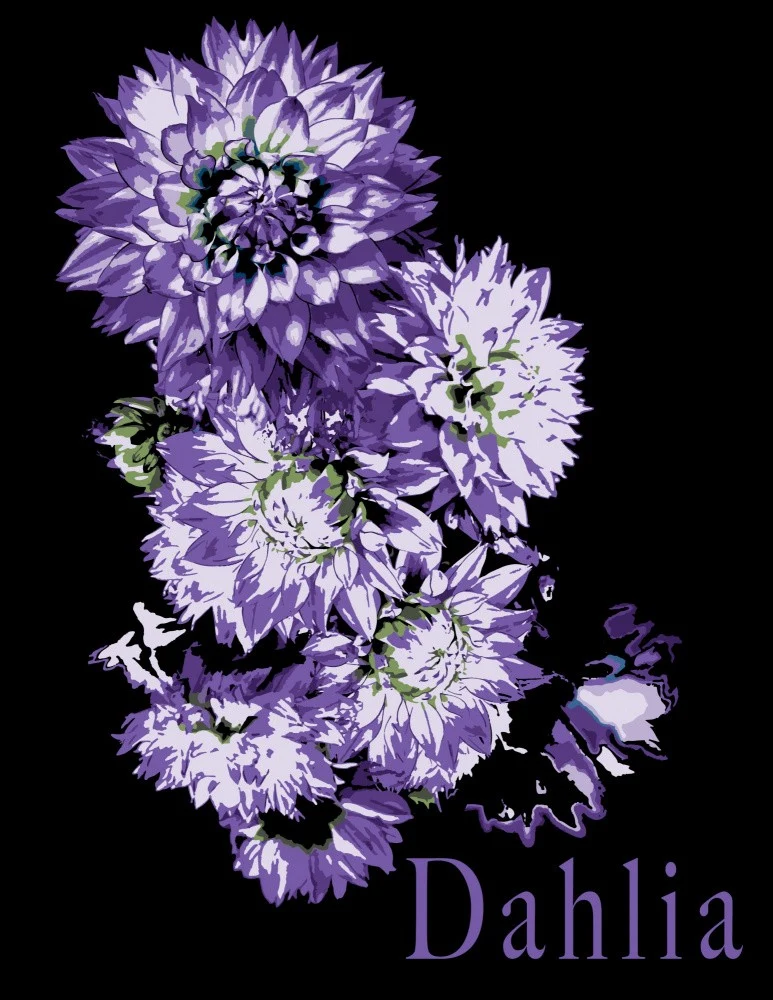Dahlia