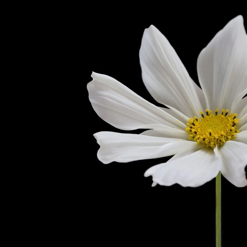 White Cosmos Flower Square