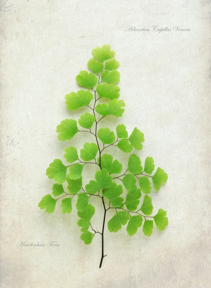 Maiden Hair Fern
