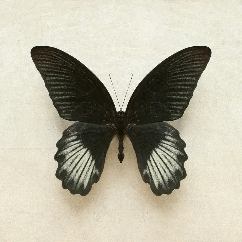 Black Mormon Butterfly Square