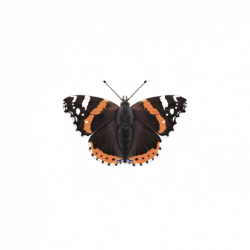 Red Admiral