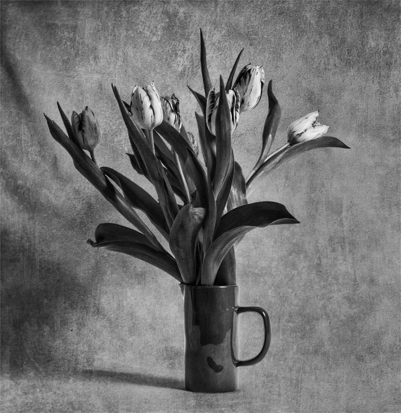 Mono Tulips