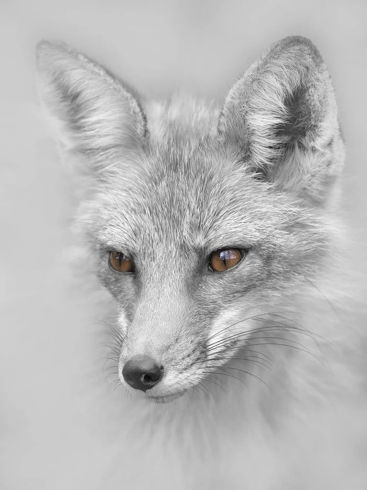 Red Fox Portrait
