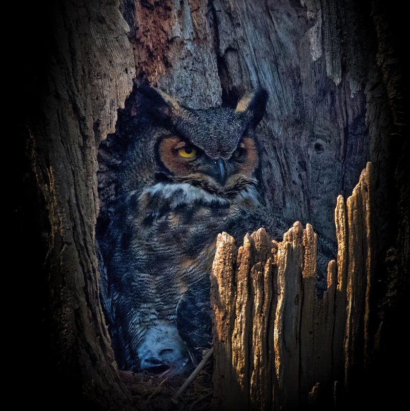 Hide and Seek