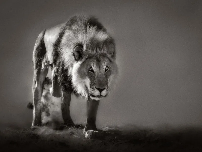 Impression of An Aging King