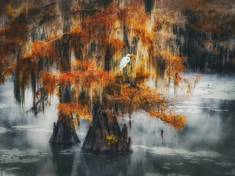 The Living Swamp