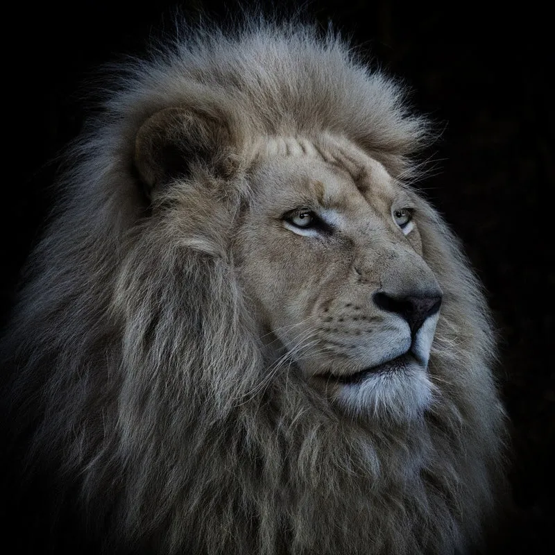Proud Lion