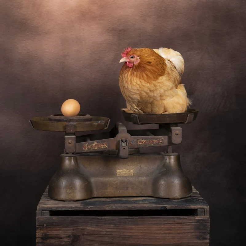 The Chicken or The Egg?
