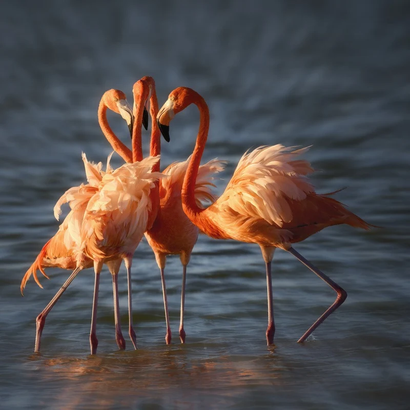 Four pink tutu dancers