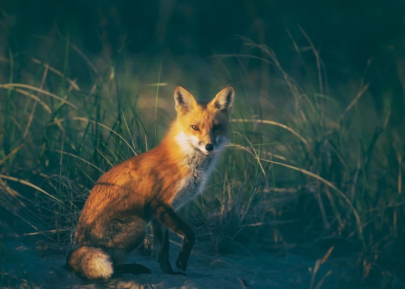 Red fox