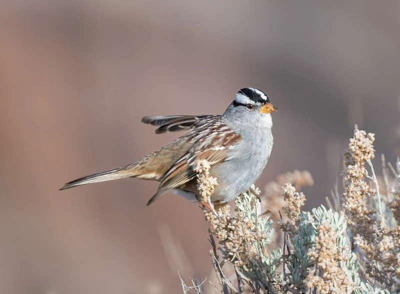 White-crowned sparrow