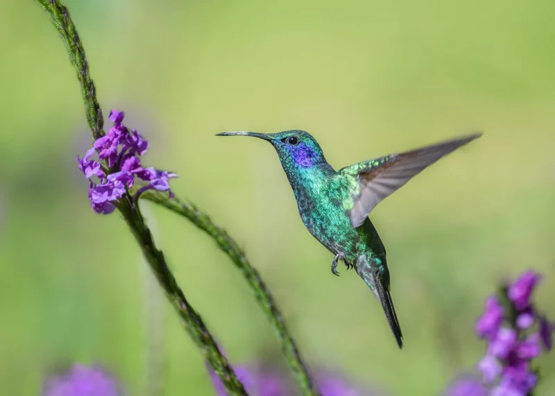 Violetear