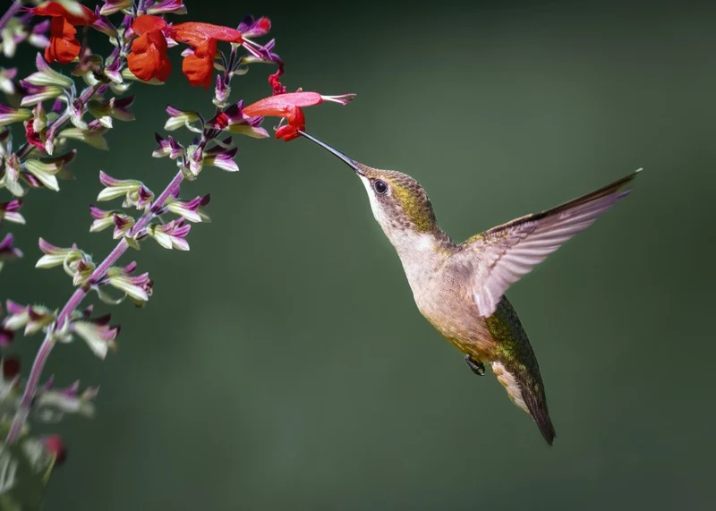 Hummingbird