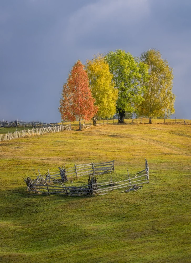 Shades of autumn